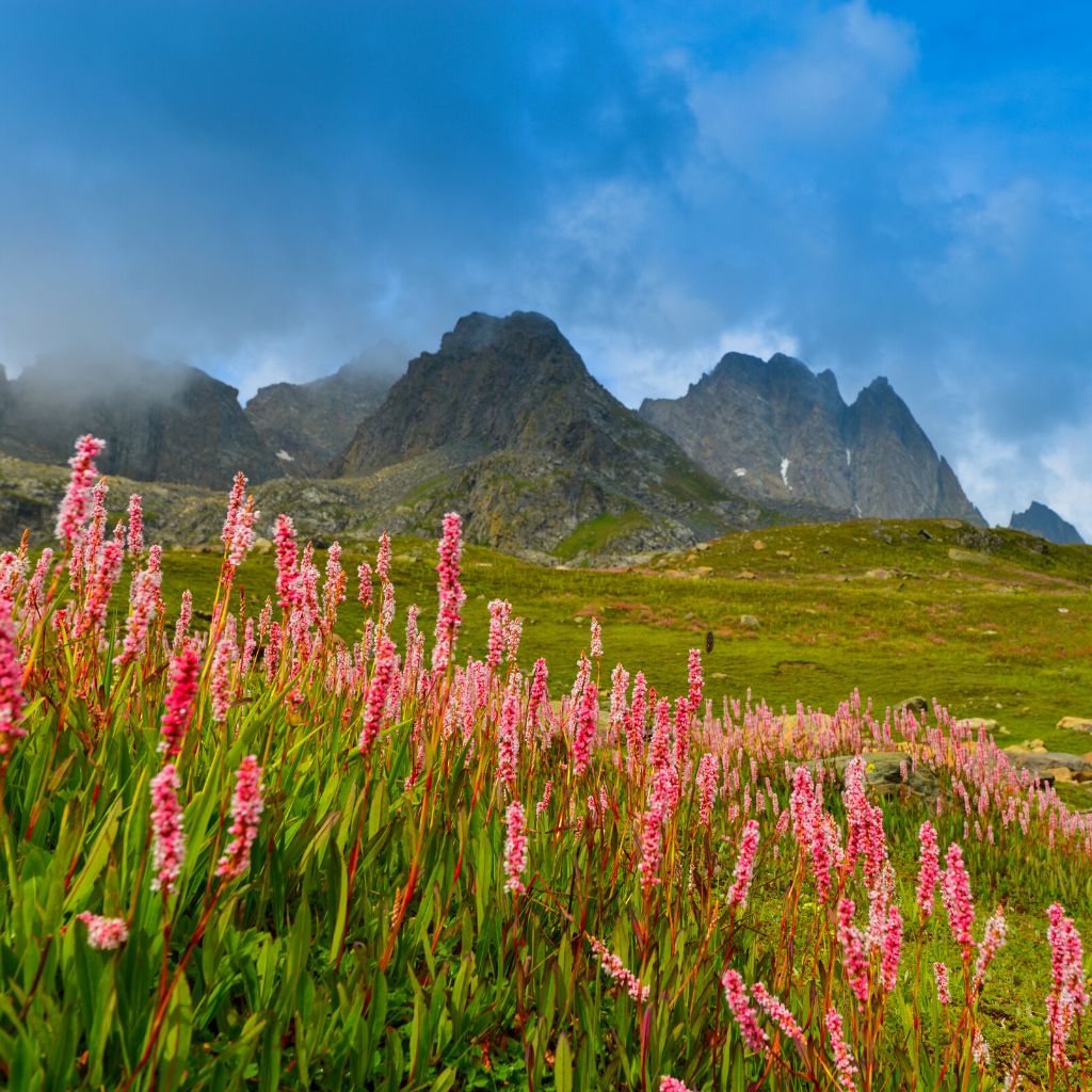 Valley of Flowers Trek 2