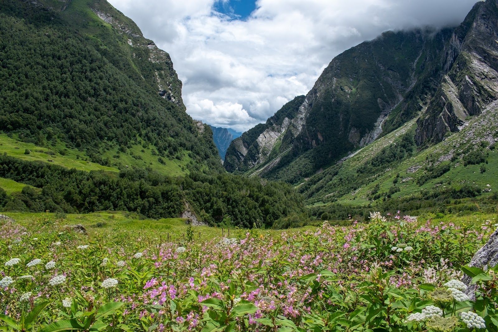 Ghangaria to Valley of Flowers and Back to Ghangaria
